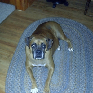 Duchess