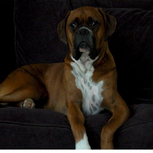 Regal Jordan