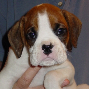 Sarge072305a