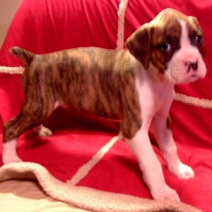 Our baby boy "DIESEL"