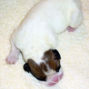 baby_sarge