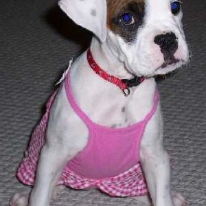 All Dressed Up