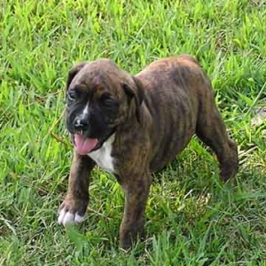 Gunnar_6weeks_small