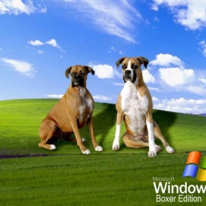 New Version of Windows