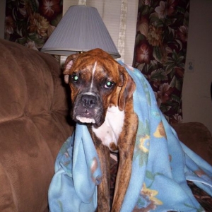 Dutchess after her spay