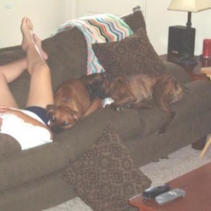 poor tired doggies!