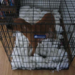 Athena No More Bed