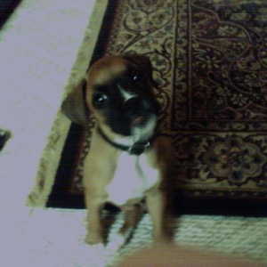 Miss Molly