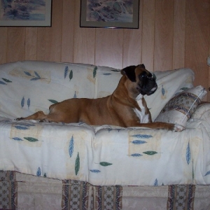 Guardian_of_the_Couch