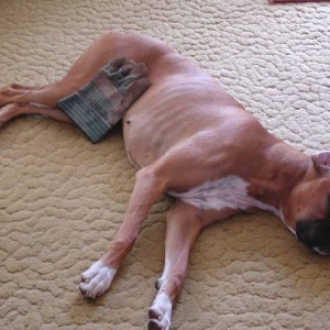 Boxer nude - censored