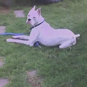 Duke outside