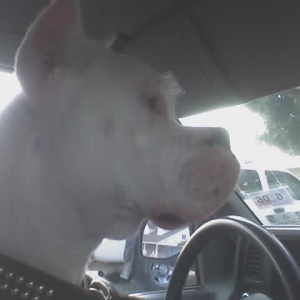 in the car