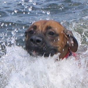 Tess Swimming in the Lake