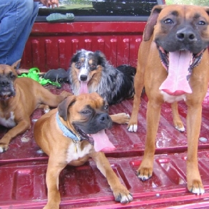 Reno, Conner, Yogi and Tess