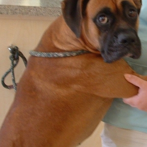 Diesel fixated on a cat!