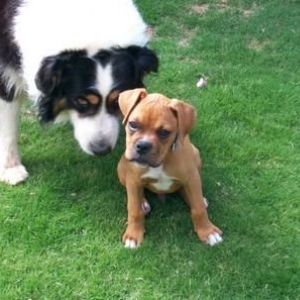 Best Buddies