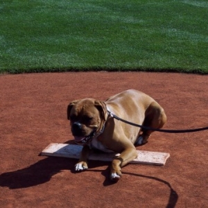 Batter Up