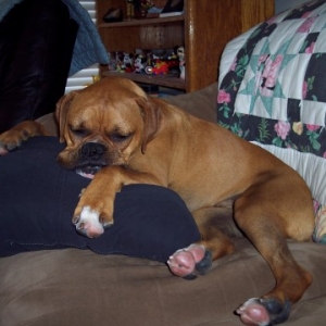 What a Ruff Day