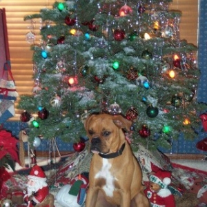 Dillons First Christmas