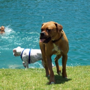 At the lake