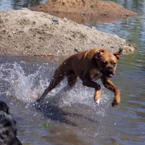 SuperDog