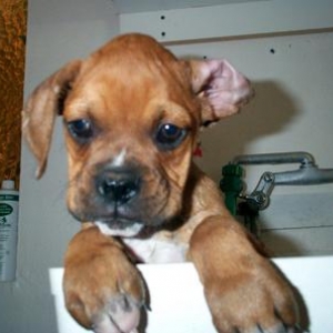 My ears are clean...see