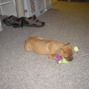 Cat toys.....my favorite