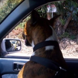 TINA WATCHING THE MALIBU'S ROAD..