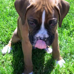 hmmm....this grass tastes goooood
