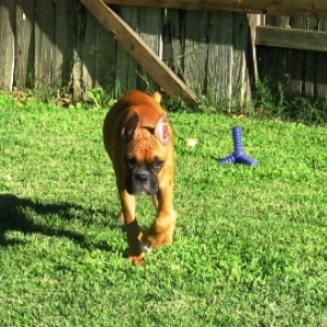 Cougar or Boxer?