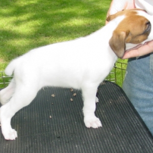 sarge 6 weeks