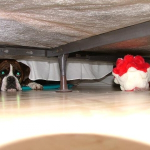 Can someone help me get my ball??please....