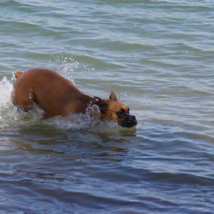 Boxer or fish?