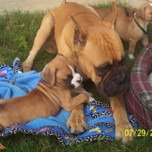 My puppy Charlie & his dad Darby