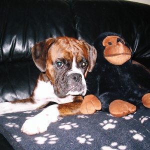 Spot the monkey...