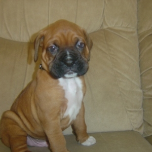 Ace at 8 weeks