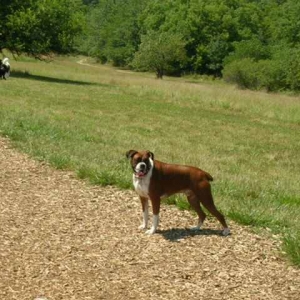 hanging out at the dog park