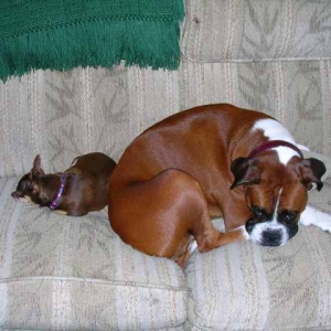 mr. bailey and his pal peanut