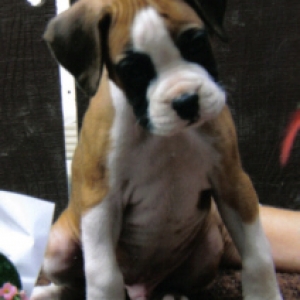 Joey at 7 weeks