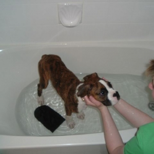 Tyson's First Bath