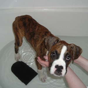 Tyson's First Bath