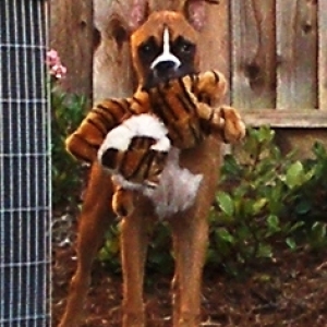His favorite 'tiger'.