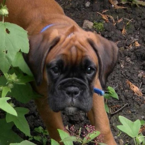 garden_lola