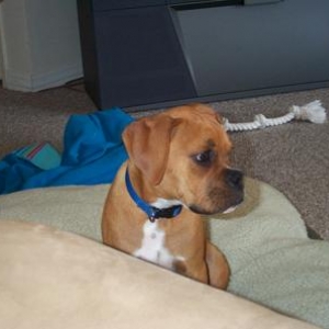 Dillon 9 weeks cuttie-pa-tootie