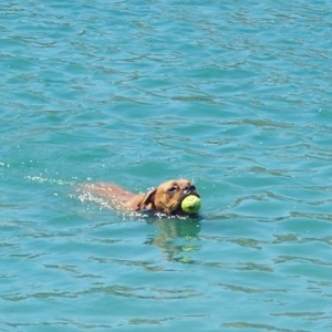 Swimming with tennis ball