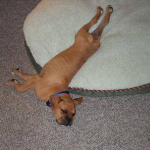 "This bed's too small Mommy"