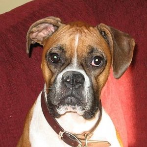 Bailey
