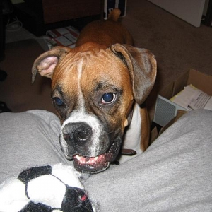 Bailey 2