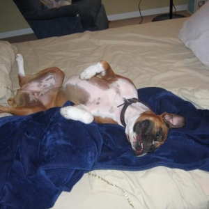 Bailey 4