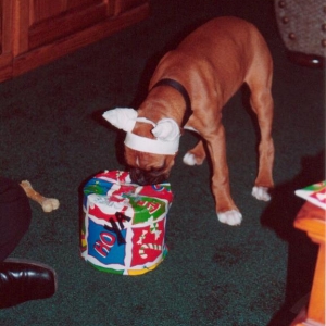 Ho Ho Hoya
